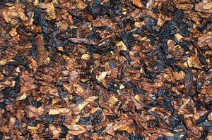 4noggins: Bald Headed Teacher