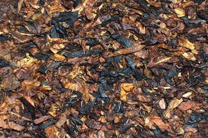 4noggins: Jesse’s Own